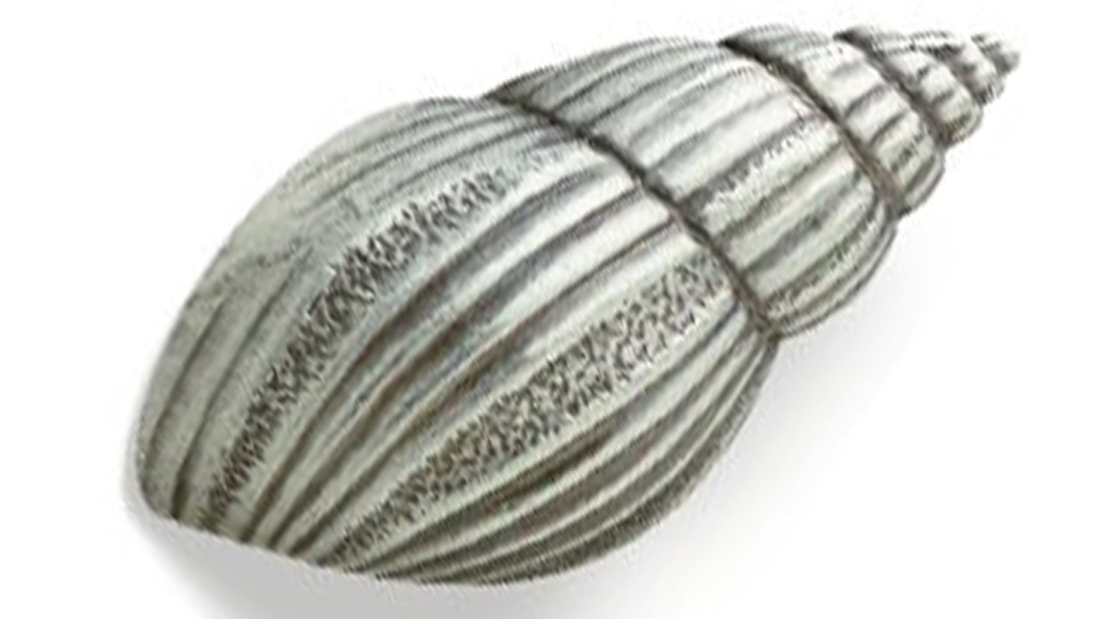 Griff Delbrück Druckguss zinnfarbig - 61 mm lang  vor weißem Hintergrund