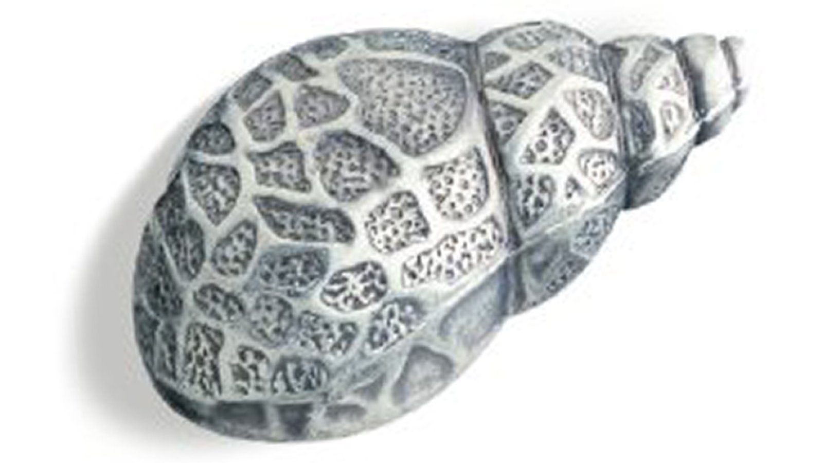 Moebelgriff-Oranienburg-zinnfarbig-Zinkdruckguss-laenge-59-547836 Griff Oranienburg Druckguss zinnfarbig - 59 mm lang vor weißem Hintergrund