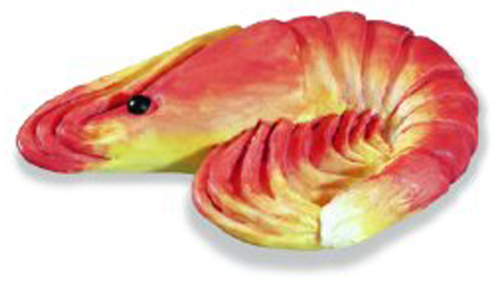 Moebelknopf-Borken-bunt-Kunststoff-laenge-61-559166 Knopf Borken Kunststoff bunt - 61 mm lang vor weißem Hintergrund